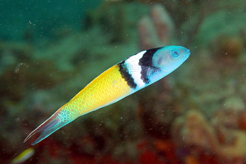 A fish that has a blue head, black and white stripes, and a yellow body.